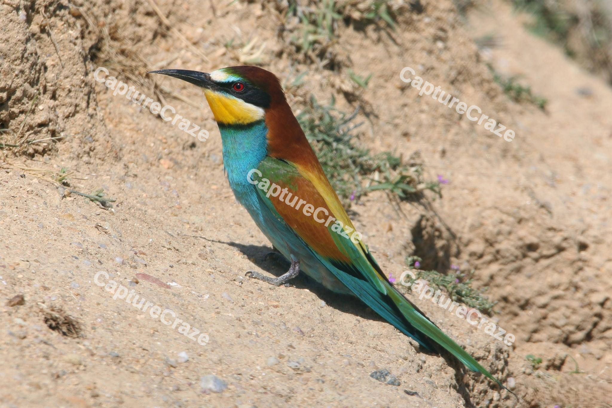 Bee-Eater Bird